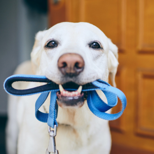 Eri Kani Educ Educateur Canin Aubagne Pet Harmony Website Assets L 2 2 2048x1370 3