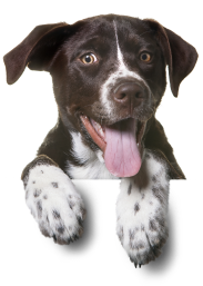 Eri Kani Educ Educateur Canin Aubagne Bf