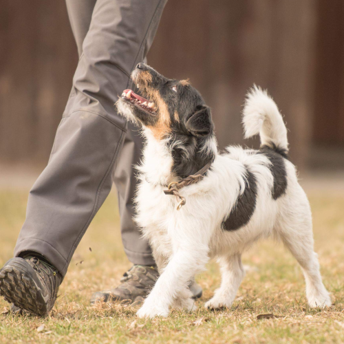 Eri Kani Educ Educateur Canin Aubagne Coute